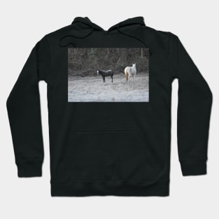 Wild Horse Foal Hoodie